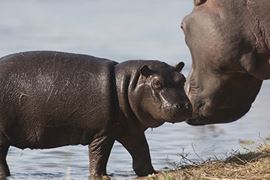 Hippopotamus Mother and Calf