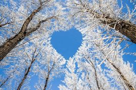 Europe Holidays - Finland, Lapland - Winter landscape,branches form a heart-shaped pattern