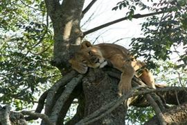 Lioness sleeping on a tree branch