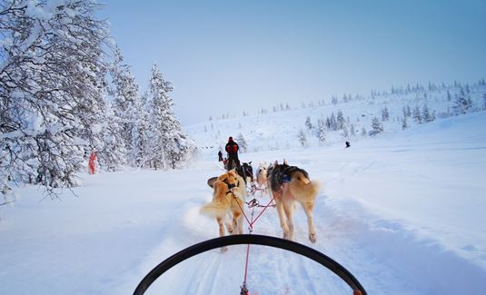 Europe Holidays - Finland, Lapland - view from a dog sled