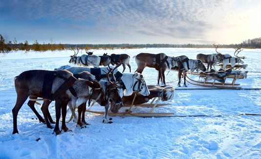 Europe Holidays - Finland, Lapland -Northern deer are in harness on snow