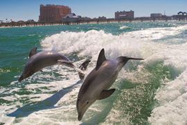 Dolphins leaping behind boat