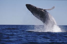 Canada Holidays - Nova Scotia - Whale in Digby Neck 